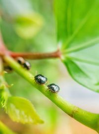 Close-up of insect on plant