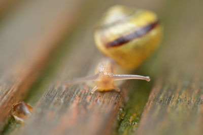 snail