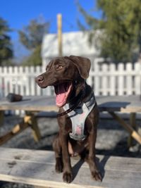 Portrait of black dog