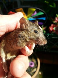 Close-up of hand holding mouse