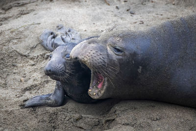 View of animal lying on sand