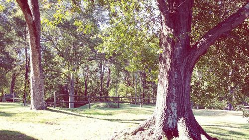 Trees in park