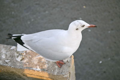 Close-up of seagull perching on retaining wall