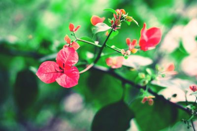 Close-up of pink flowers