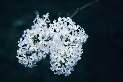 Close-up of white flowers