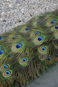 Close-up of peacock