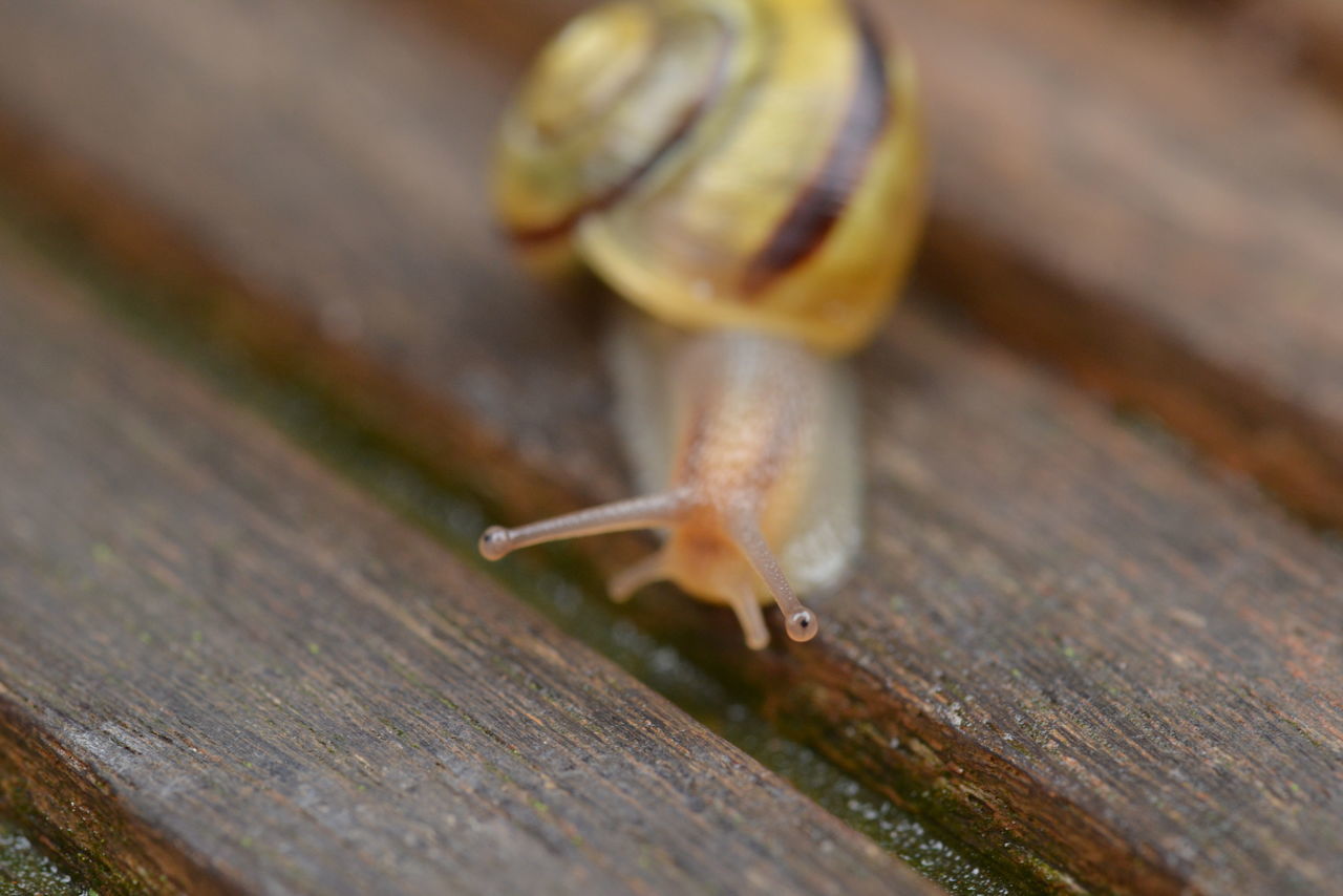 animal themes, animal wildlife, animal, mollusk, gastropod, snails and slugs, snail, wood, one animal, wildlife, close-up, macro photography, boredom, shell, no people, crawling, animal shell, animal body part, selective focus, nature, slimy, animal antenna, insect, macro, day, outdoors