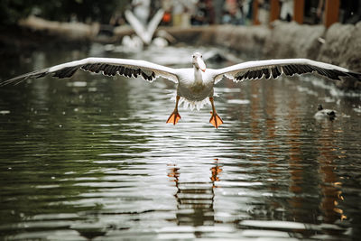 Bird flying over lake