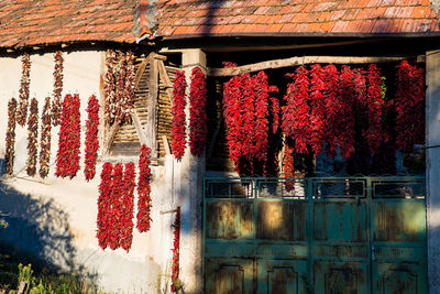 Low angle view of red house hanging on building