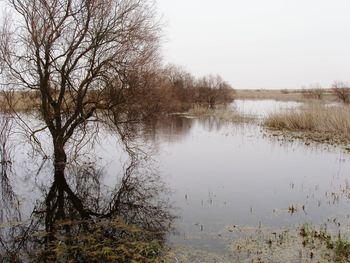 Reflection of trees in calm lake