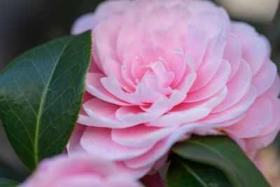 Close-up of pink rose