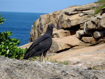 Black vulture perching on rock at cagarras island during sunny day