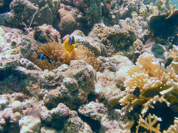 Red sea anemonefish