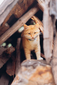 Cat sitting on wood