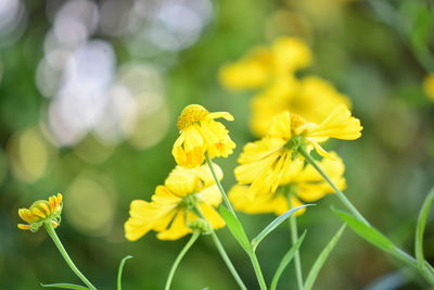 Close-up of yellow flowering plant on field