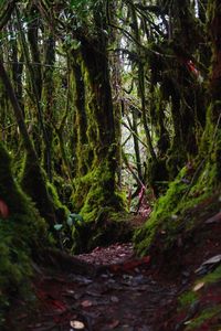 Footpath in forest