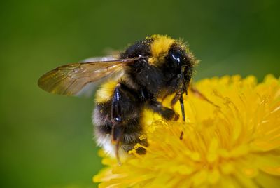 Close-up of bee pollinating on yellow flower