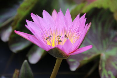 Close-up of insect on pink flower