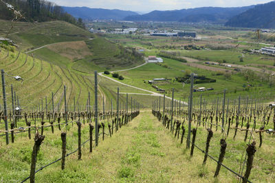 Scenic view of vineyard