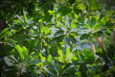 Close-up of fresh green plants