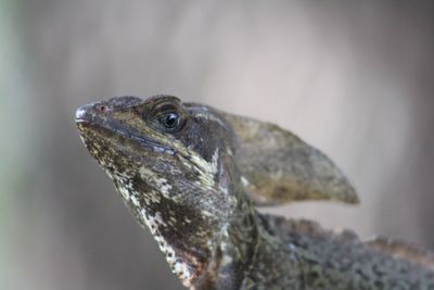 Close-up of a lizard