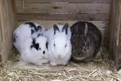 Frontal view of three cute rabbits huddling together in wooden hutch