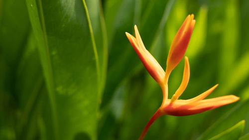 Close-up of orange flower