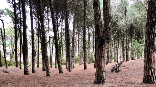 Panoramic view of trees in forest