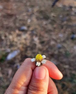 Close-up of hand holding small flower