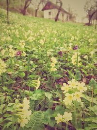 Close-up of flowers growing in field
