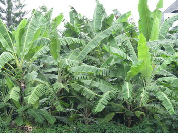 Close-up of green tree