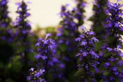 Close-up of bee pollinating on purple flowering plant