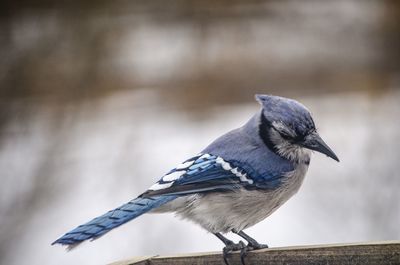 Close-up of bird perching on branch