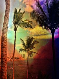 palm tree