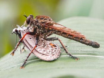 Close-up of insect on wood