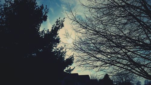 Low angle view of trees against sky