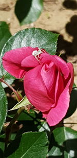 Close-up of pink rose flower