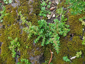 High angle view of moss growing in forest