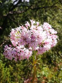 Close-up of pink flowers