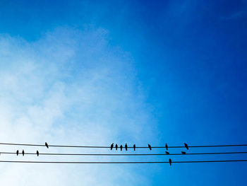 Low angle view of birds perching on cable