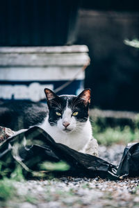 Portrait of a cat