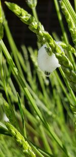 Close-up of dew on grass