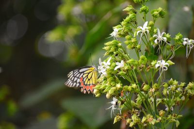 Close-up of butterfly pollinating on flower
