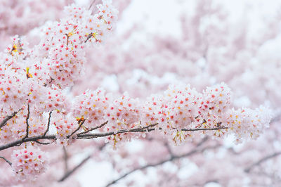 Close-up of cherry blossom