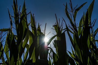 Low angle view of plants against blue sky