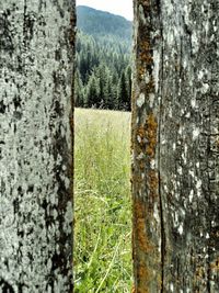 Close-up of tree trunk