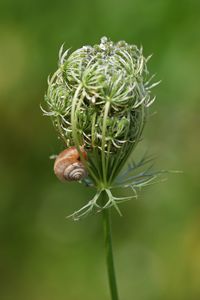 Close-up of insect on flower