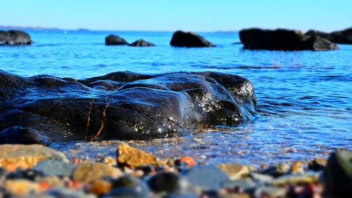 Close-up of turtle in sea against sky