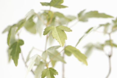 Close-up of plant growing against clear sky