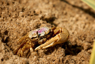 Close-up of crab on sand